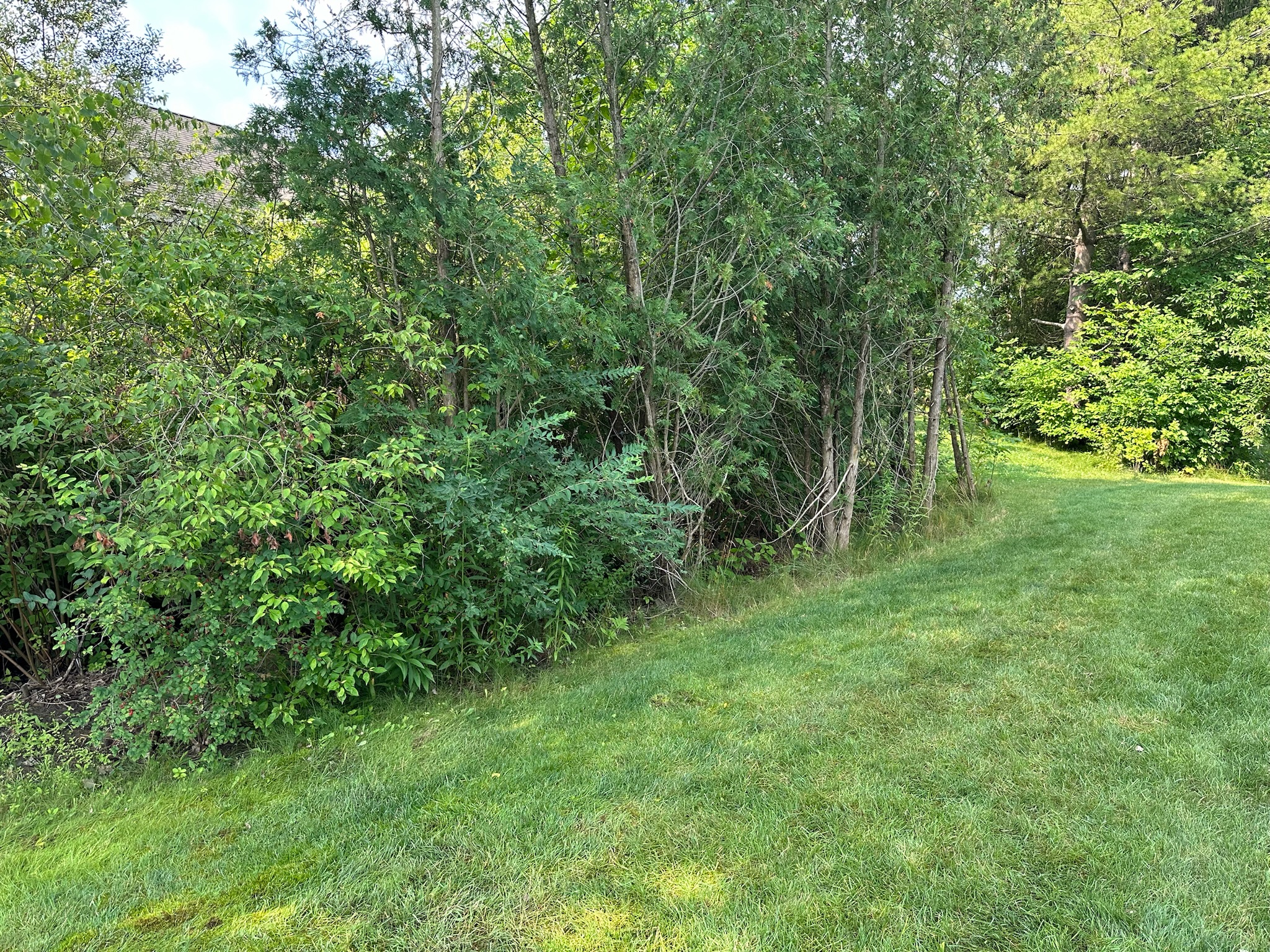 2024 garden and stone before photo 3